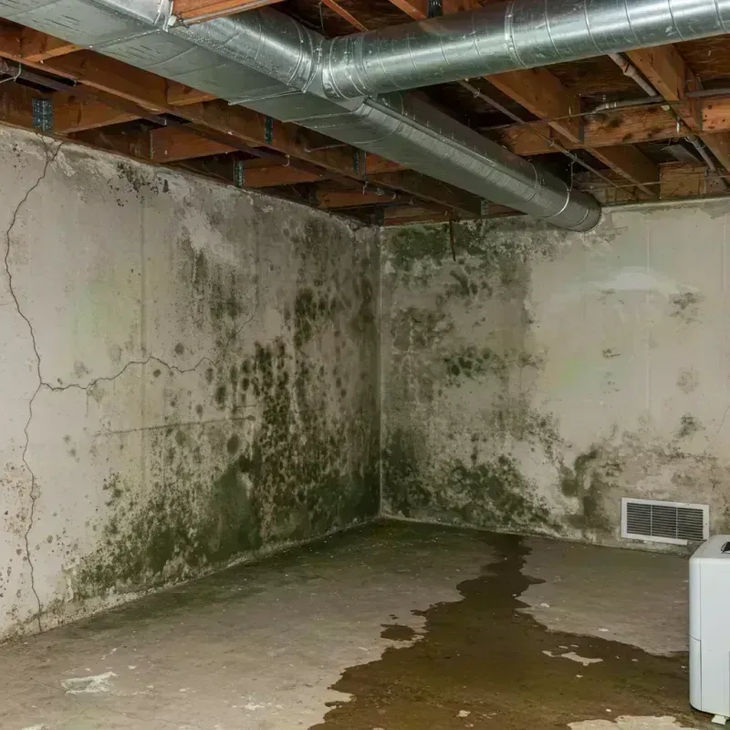 Professional Mold Removal in Cole County, MO